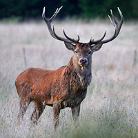 Red Deer
